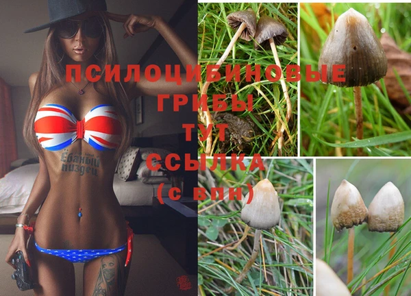 крисы Алзамай
